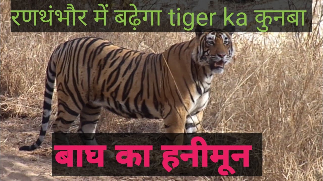 Tiger Mating in Ranthambore National park , closest encounter with Tiger, huge tiger Mating