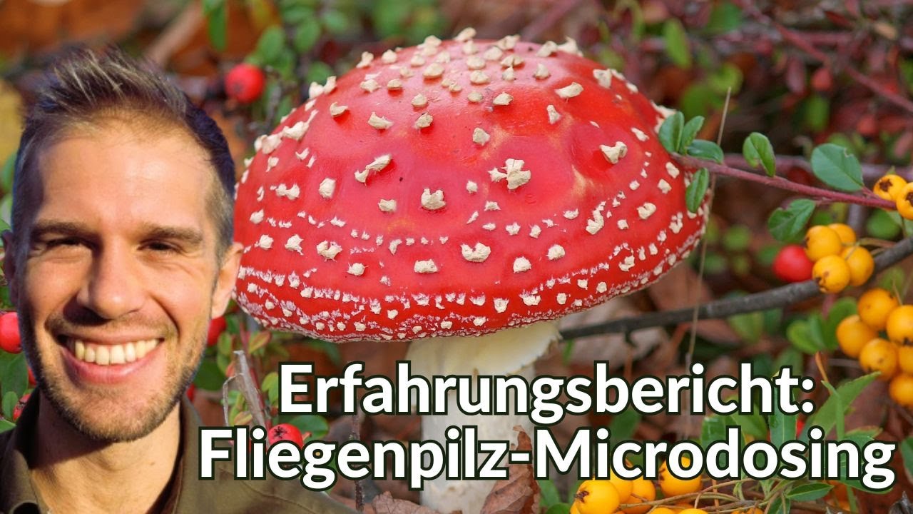 Meine ERFAHRUNG mit dem FLIEGENPILZ (ERFAHRUNGSBERICHT | MICRODOSING)