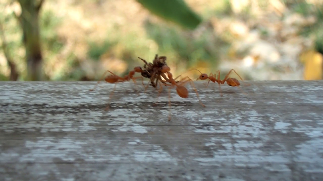 Red Ants helping each other move a Spider