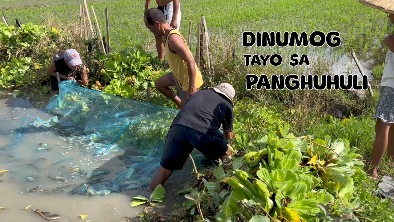 Napakarami at napaka lalaki na ng ating mga Tilapia