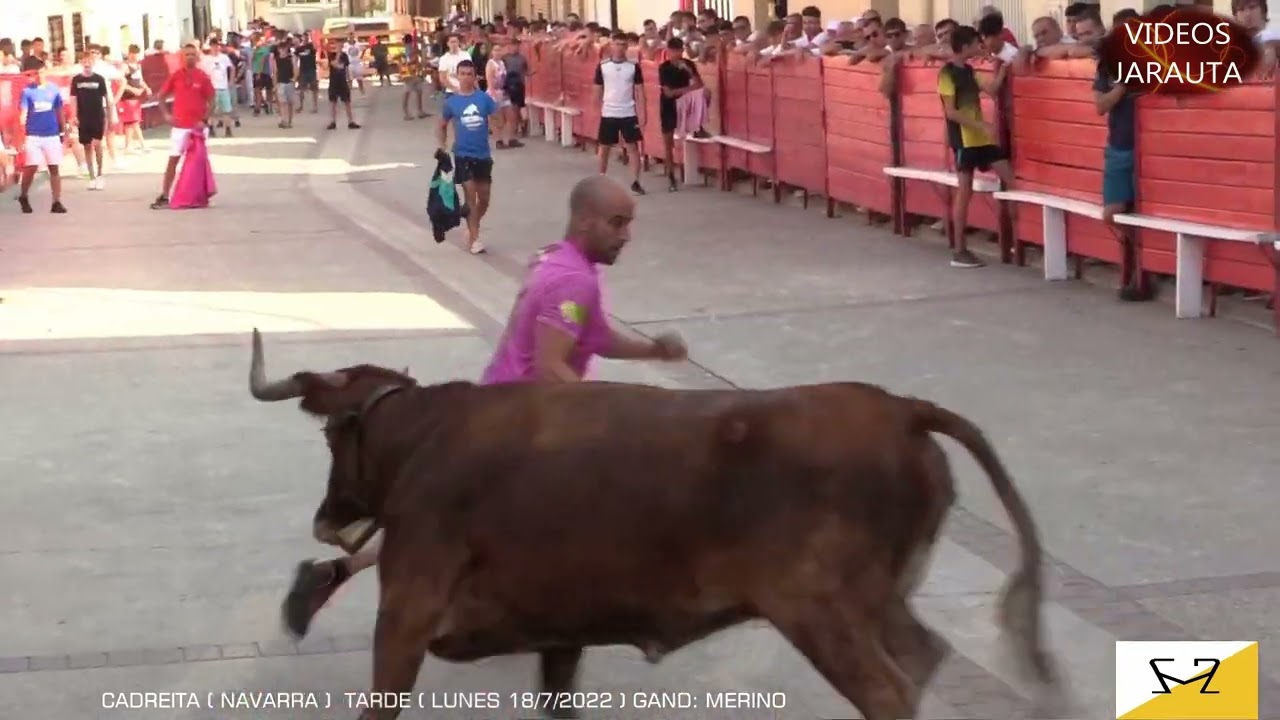 CADREITA ( NAVARRA ) TARDE VACAS CALLE ( LUNES 18 JULIO 2022 ) MERINO