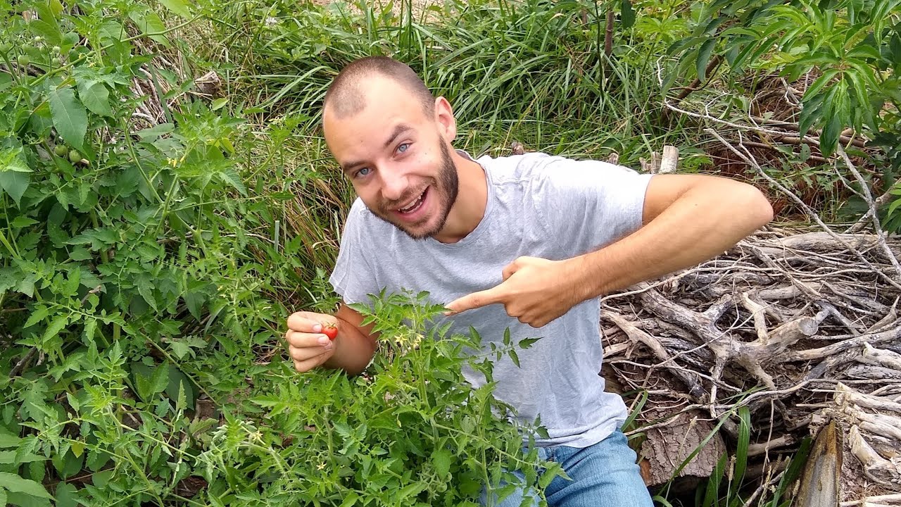 Wild Tomatoes in PENNSYLVANIA!