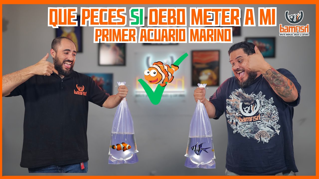 Que peces SI son recomendables en mi PRIMER acuario marino