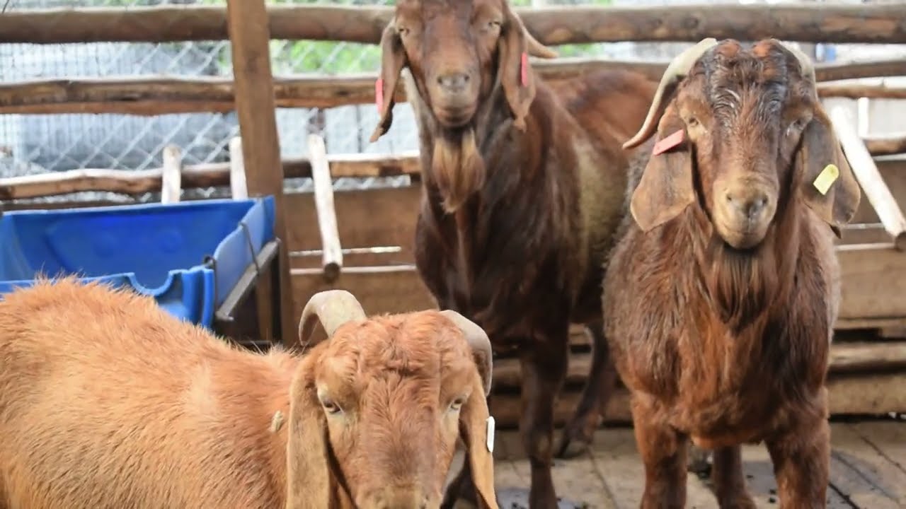 Secret of importing  South African Breeds and Elevating Kenyan Farmer
