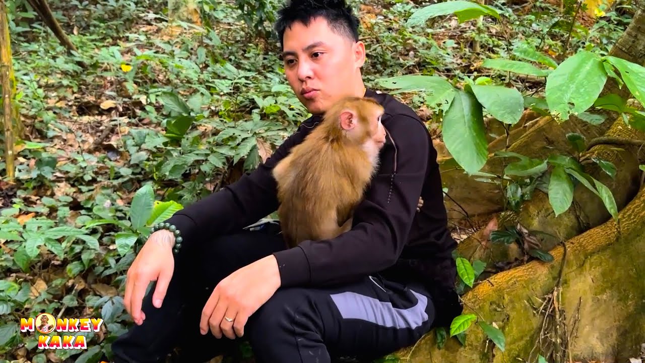 Monkey Kaka and Dad's reunion: a heartwarming story