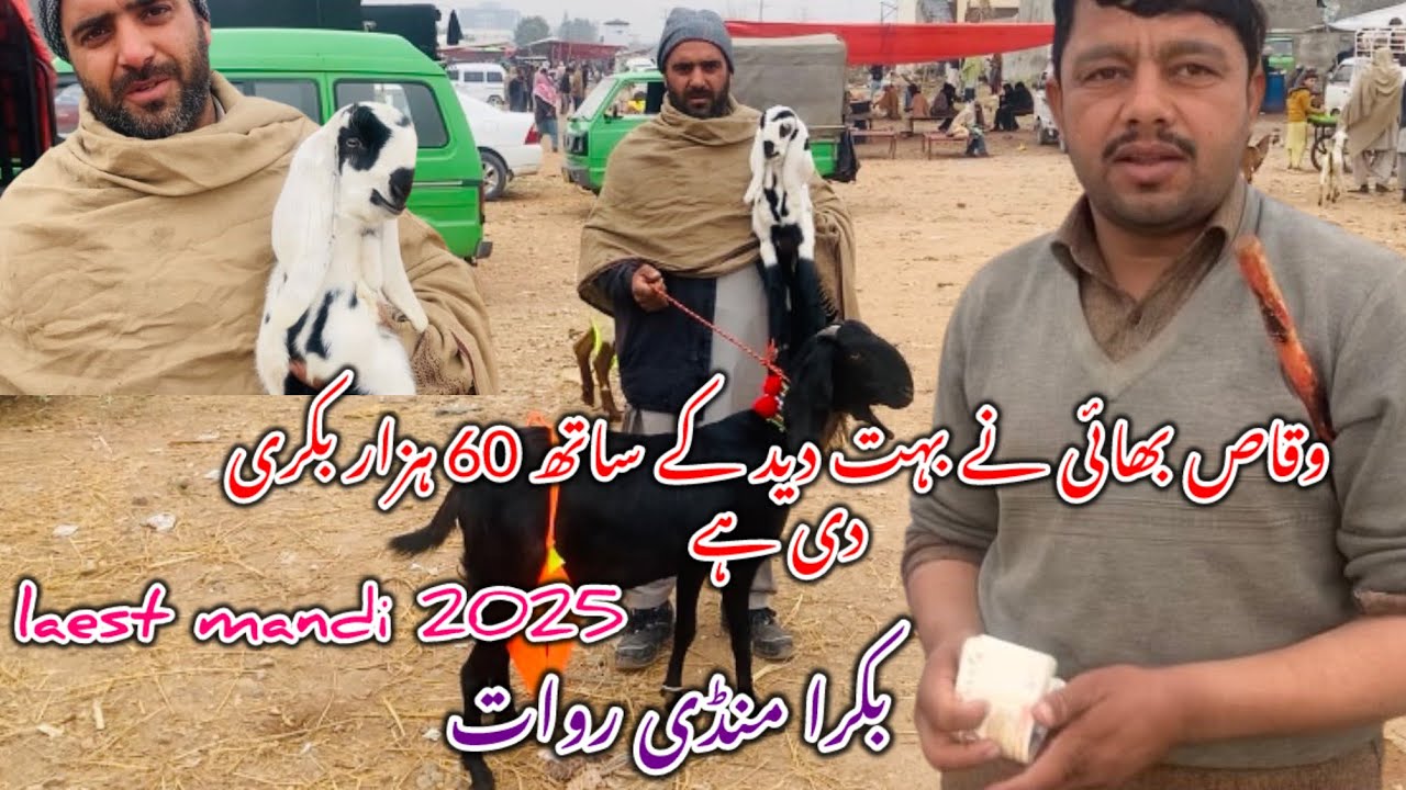 Bakra Mandi Rawat دودھ والی بکریاں latest update 30 December 2025#hussainmandiwala 