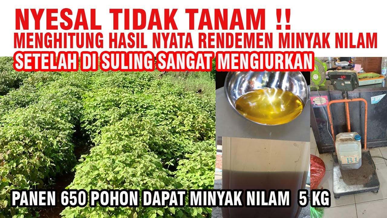 JADI SEMANGAT NIH💪💪TANAM NILAM SETELAH TAU HASILNYA