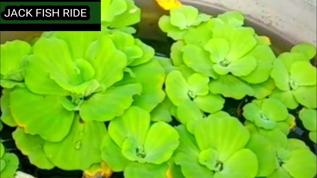 My Water lettuce. How to take care of them. | aquatic plants | mini pond| 'TAGALOG