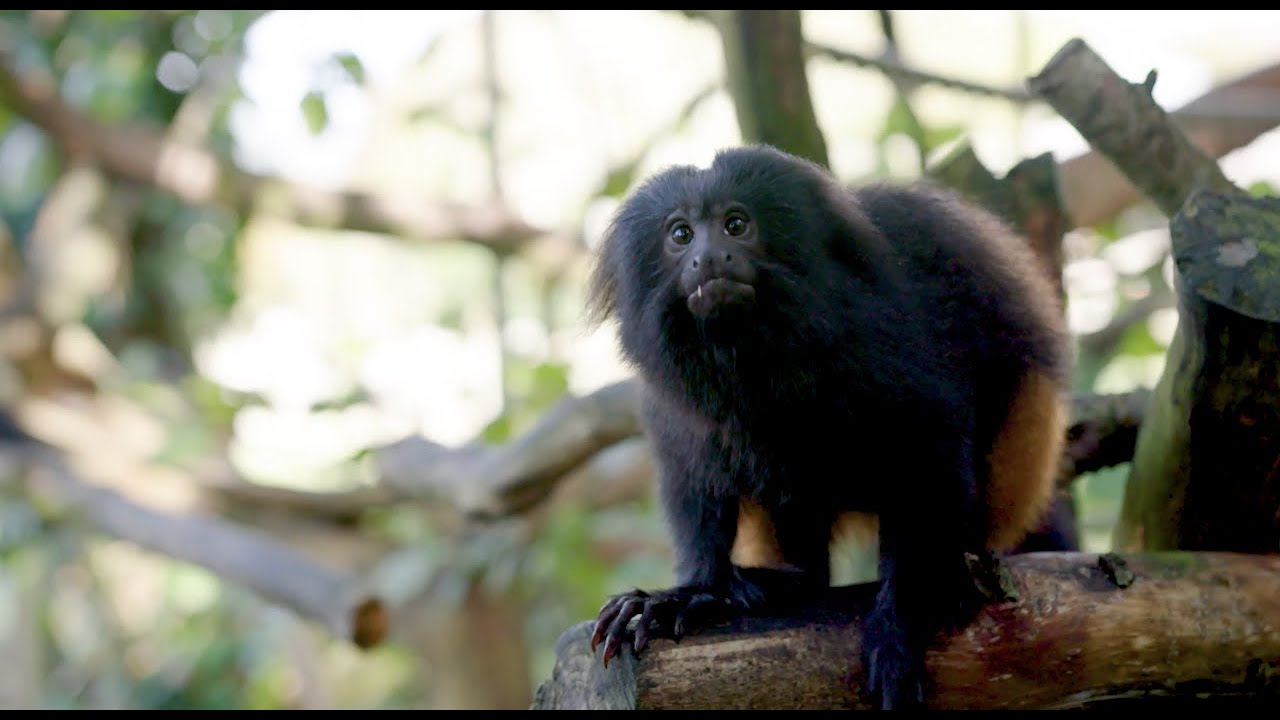 Saving the Atlantic Forest - Laury Cullen