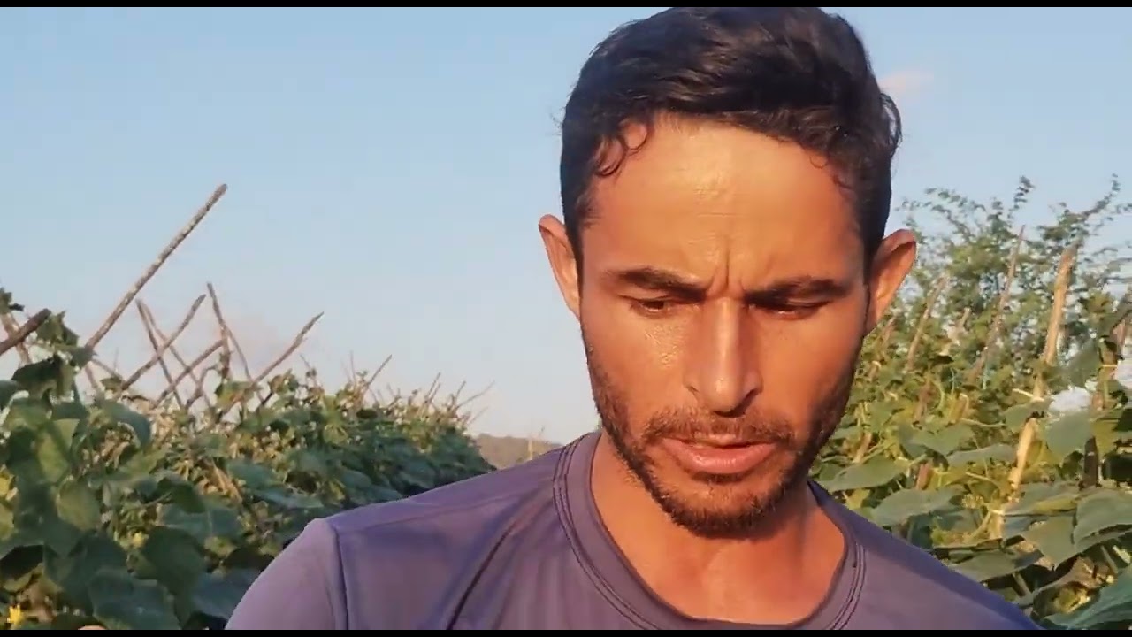 As etapas de recuperação da nossa plantação de pepino