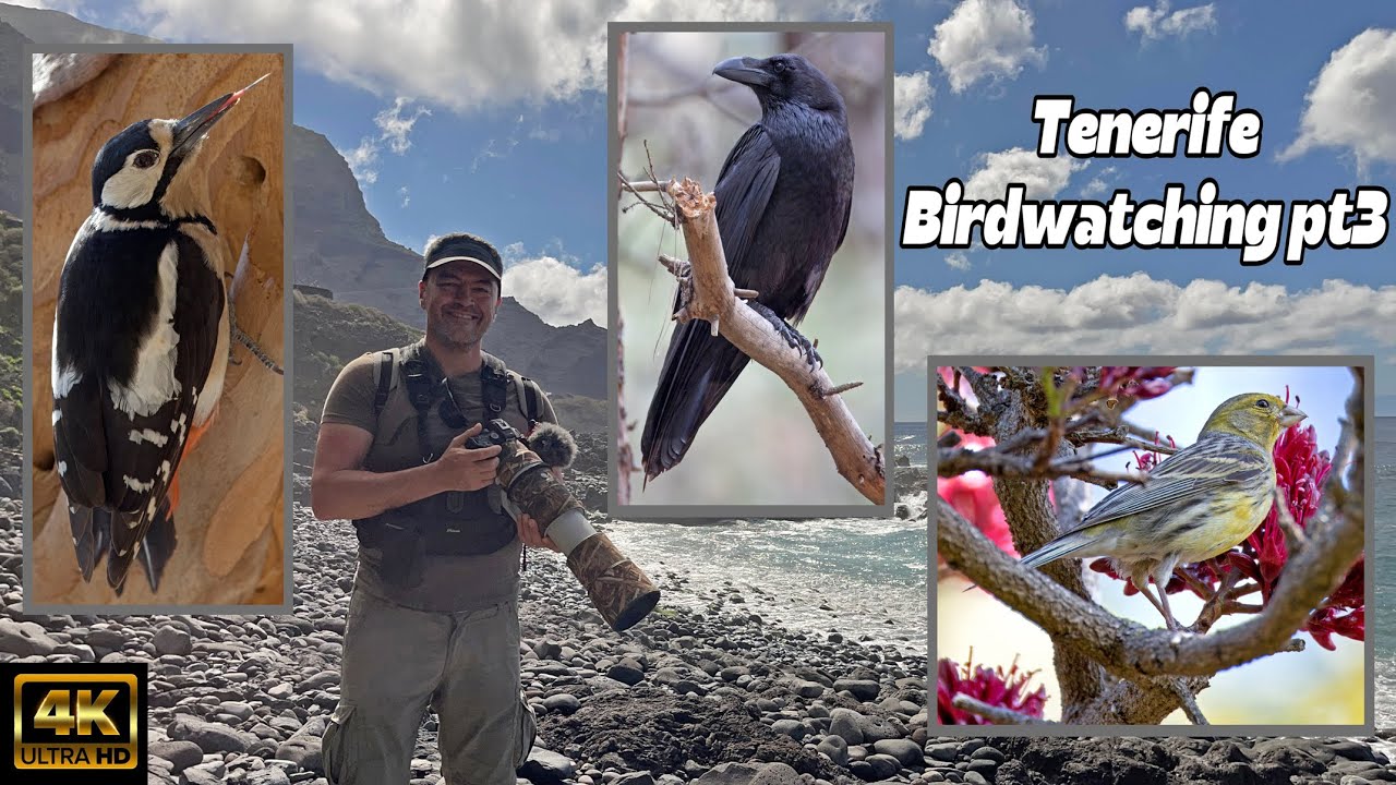 Tenerife Birdwatching Part 3. April 2025. Cory’s Shearwater, Bolle’s Pigeon, Tenerife Woodpecker