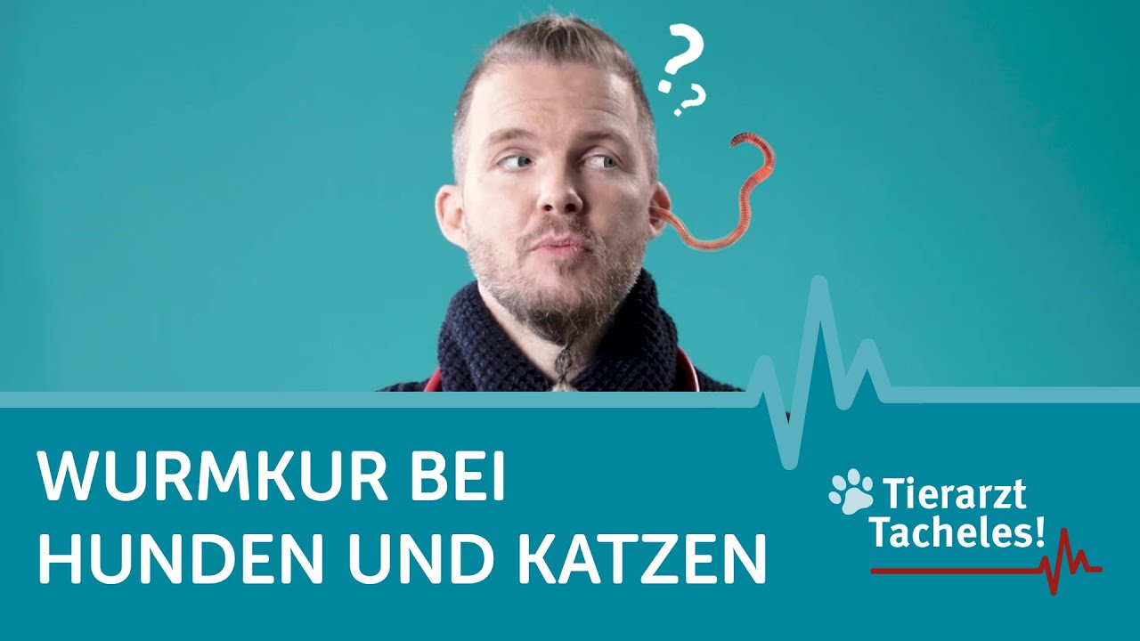Wurmkur bei Hunden und Katzen | Tierarzt Tacheles mit Sebastian Goßmann-Jonigkeit | ZooRoyal