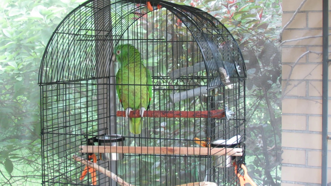Marley our amazon parrot singing and talking (My Curly headed baby @ 350)