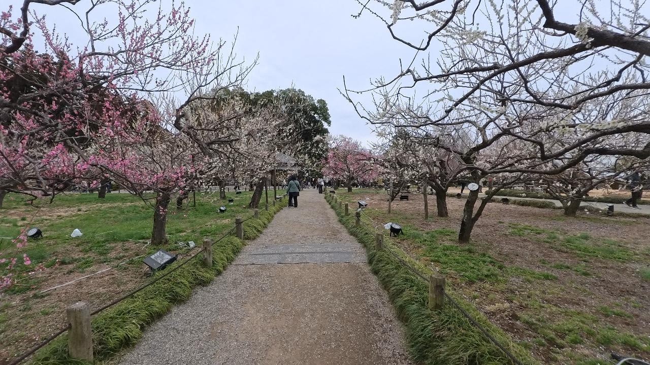 【偕楽園（水戸の梅まつり）】を一周してみた Part 2（2026/03/02）