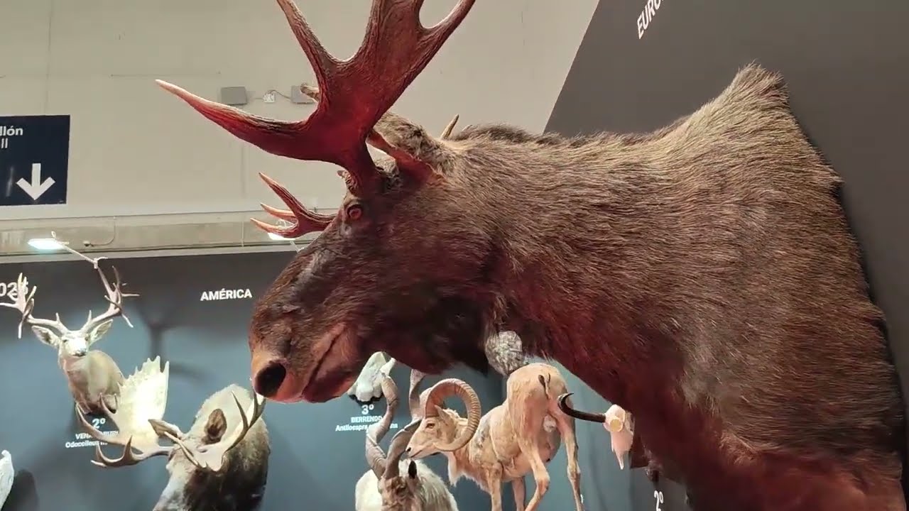 Dentro de la Feria de Caza más GRANDE de España - CINEGÉTICA 2025