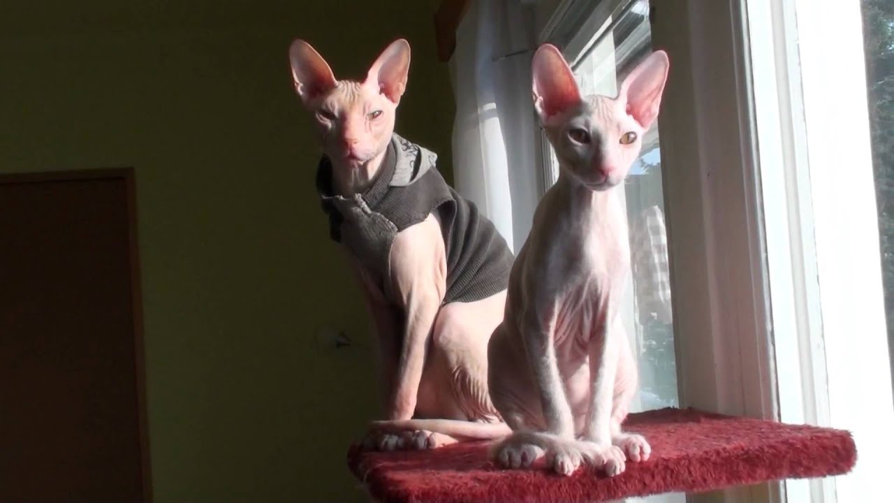 I´m watching you! Don Sphynx ;-)