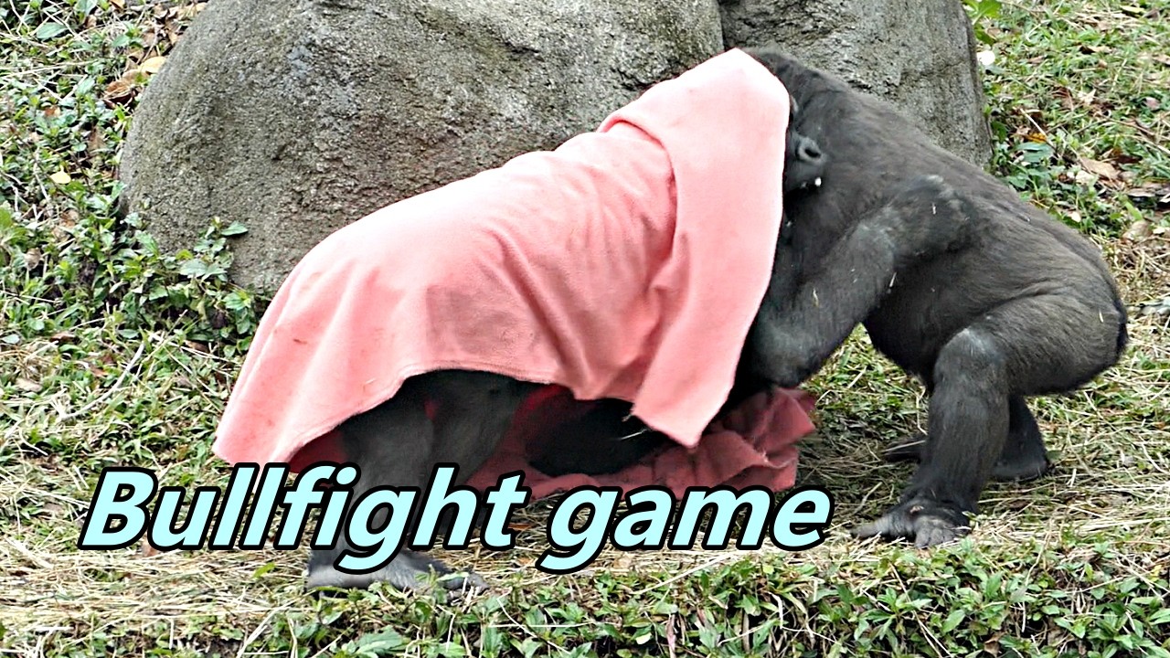 Gorilla Jabali and Ringo played red cloth like as  bullfighting game . /Jabali 和 Ringo玩紅布像在鬥牛遊戲