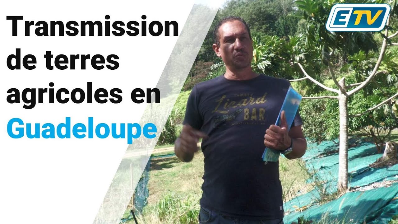 Transmission de terres agricoles en Guadeloupe : les présidents des SAFER font le point