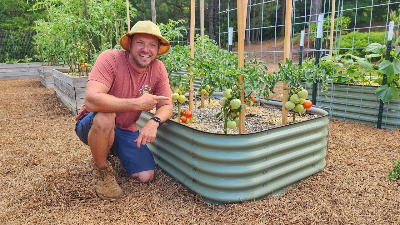 How to Grow Tomatoes in Raised Beds |A Complete Beginner's Guide 🍅|