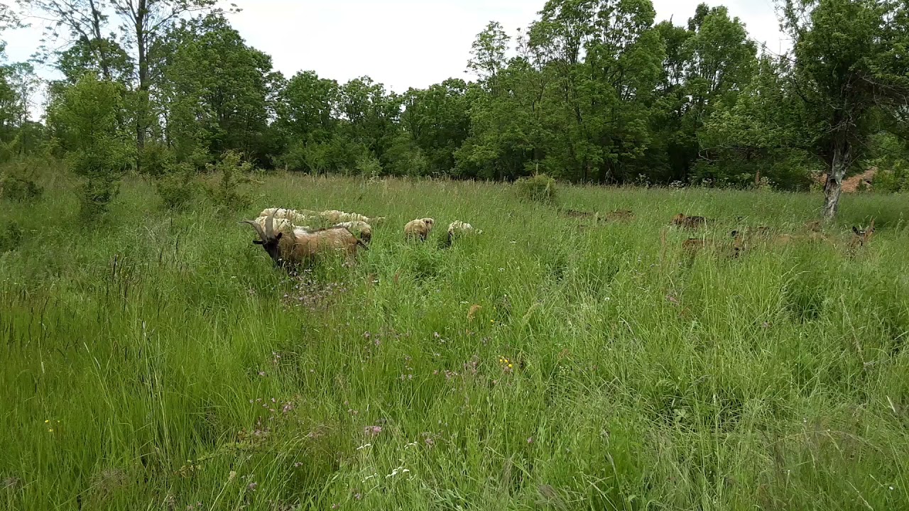 Sheep and goat tall grass grazing | Soothe Sound of Nature