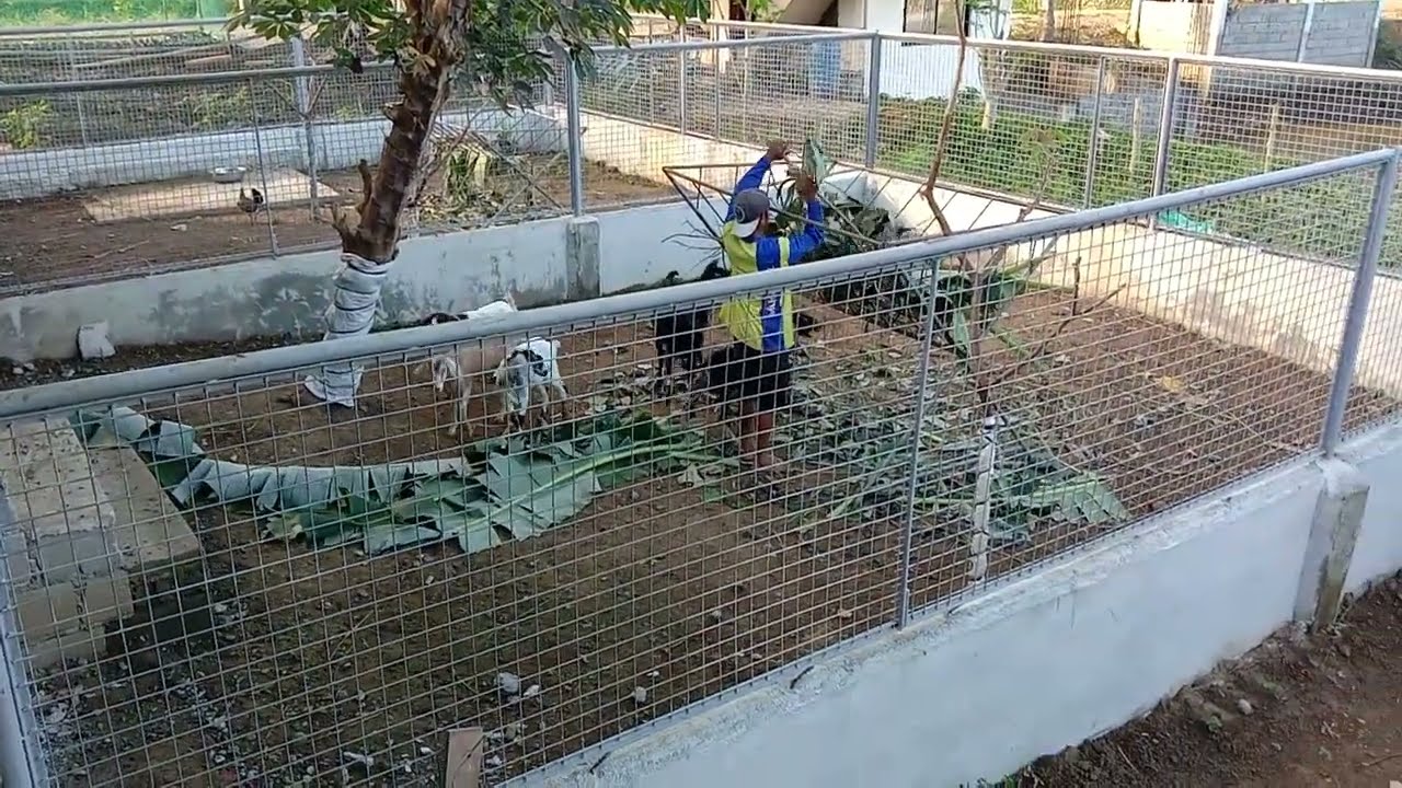 Simple GOAT HOUSE design by RMD Dairy Goat Breeding Integrated farm. pls follow my YouTube channel.