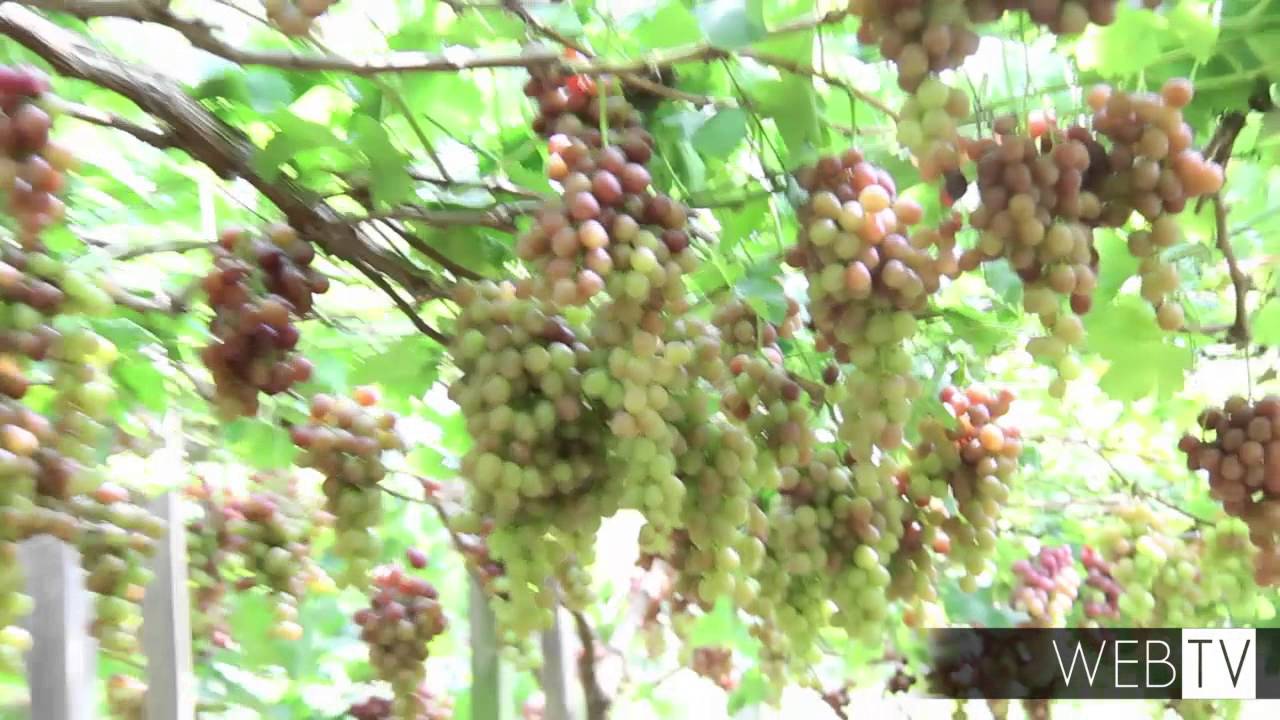 Col&ocirc;nia Japonesa de Ivoti mostra que uva n&atilde;o &eacute; privil&eacute;gio s&oacute; dos gringos