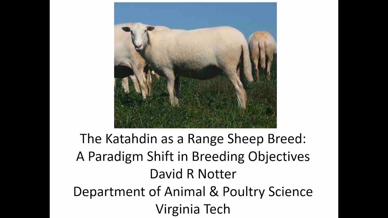The Katahdin as a Range Sheep Breed: A Paradigm Shift in Breeding Objectives