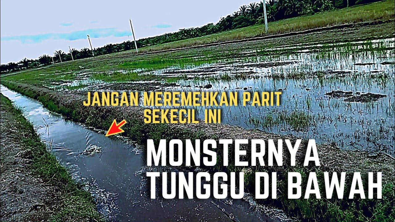 Di Sambar HARUAN MONSTER guna Soft frog exp - Casting soft frog micro