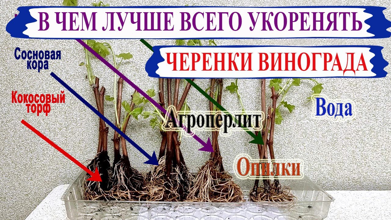🍇 Какой субстрат лучше выбрать для укоренения черенков винограда. Агроперлит, кокос, торф или вода?