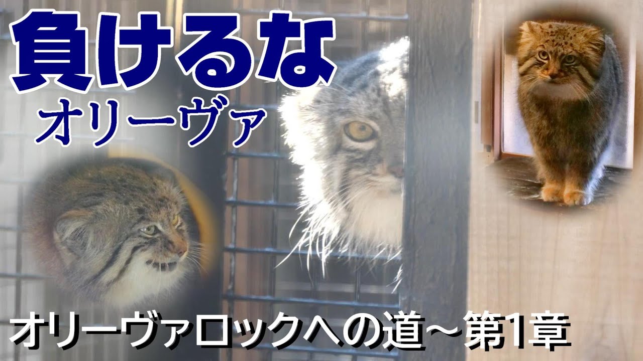 【オリーヴァロックへの道～第1章】負けるなオリーヴァ
