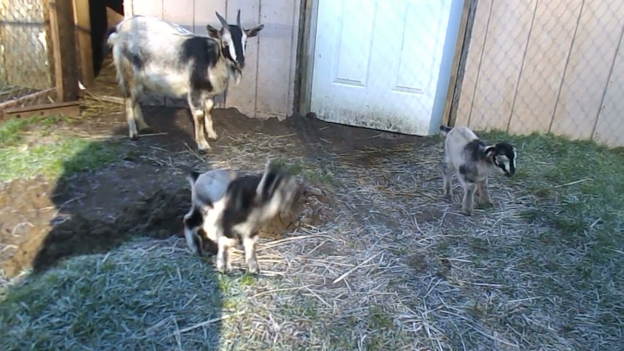 Adorable Babies - Arapawa Kids Playing