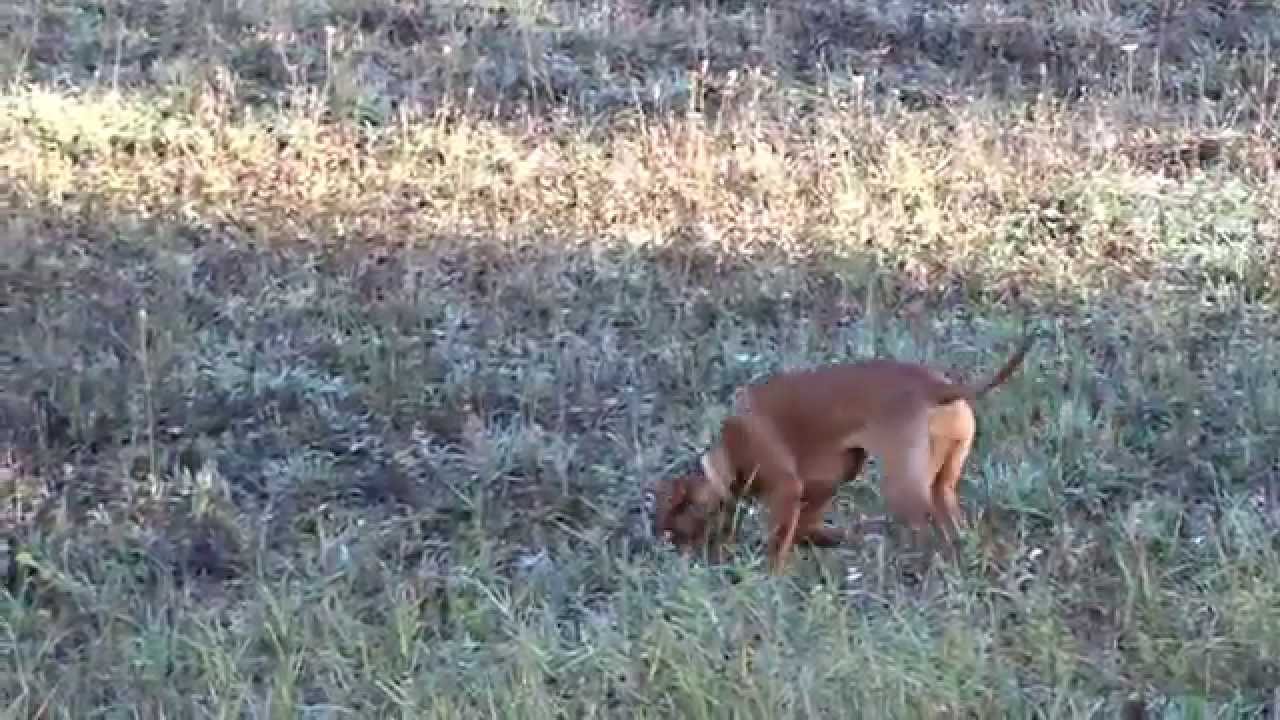 Hekla, Borinka e Aylen per pascoli CUCCIOLI BRACCO UNGHERESE www.magyarvizsla.it