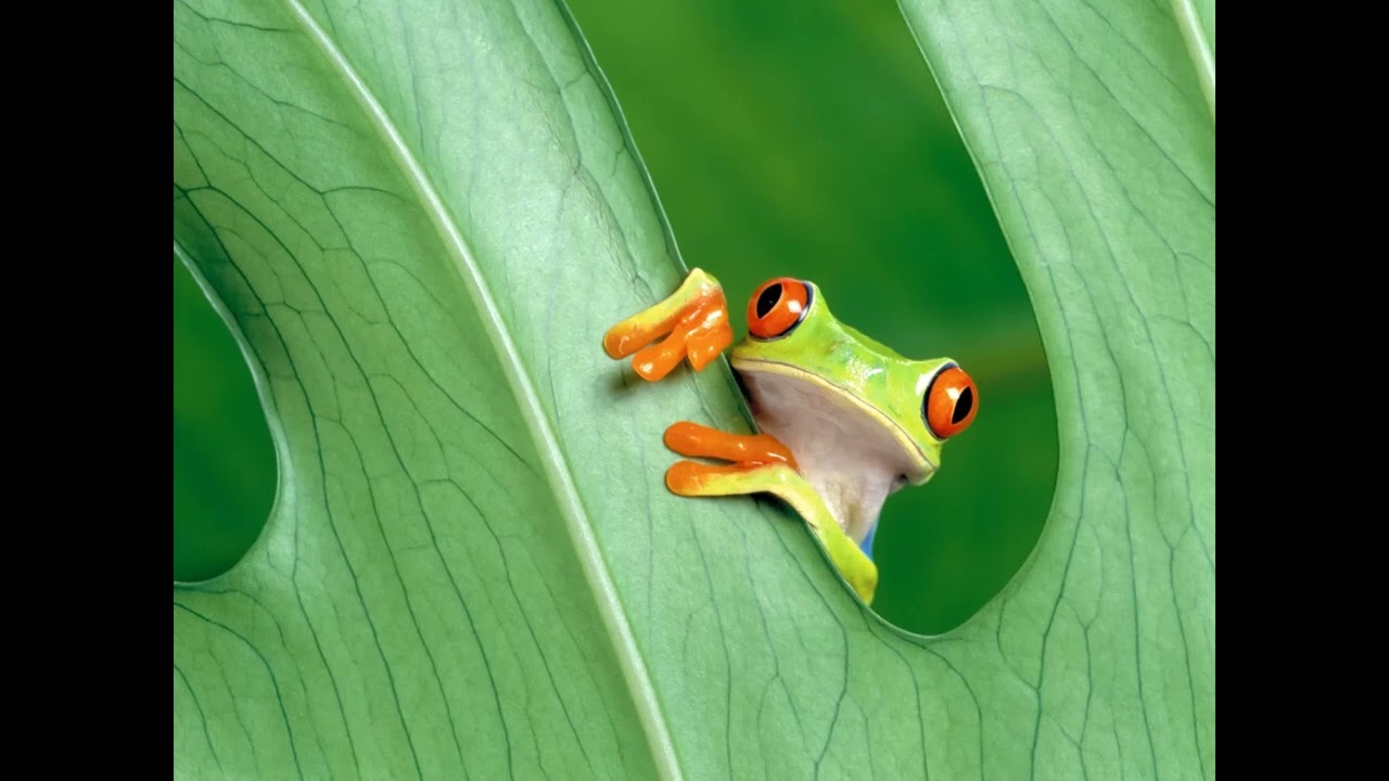 Ethereal Universe Vol. 5 - The Lonely Frog