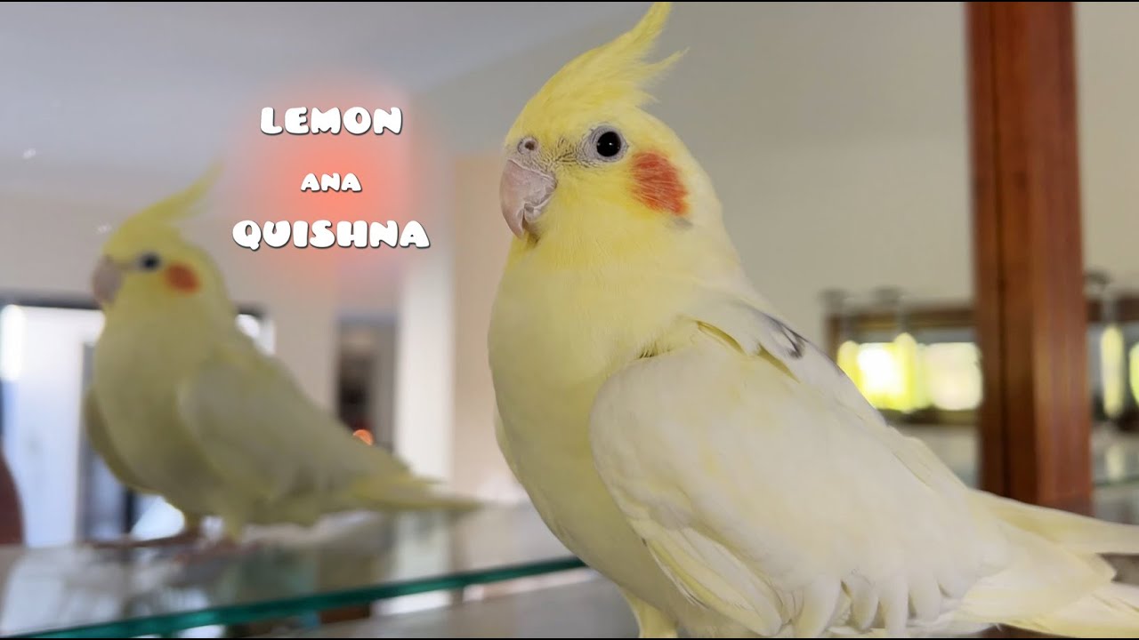 My Birds Like Staying in Certain Places