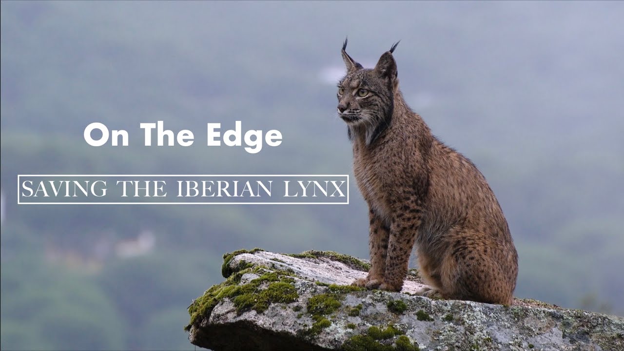On The Edge: Saving The Iberian Lynx