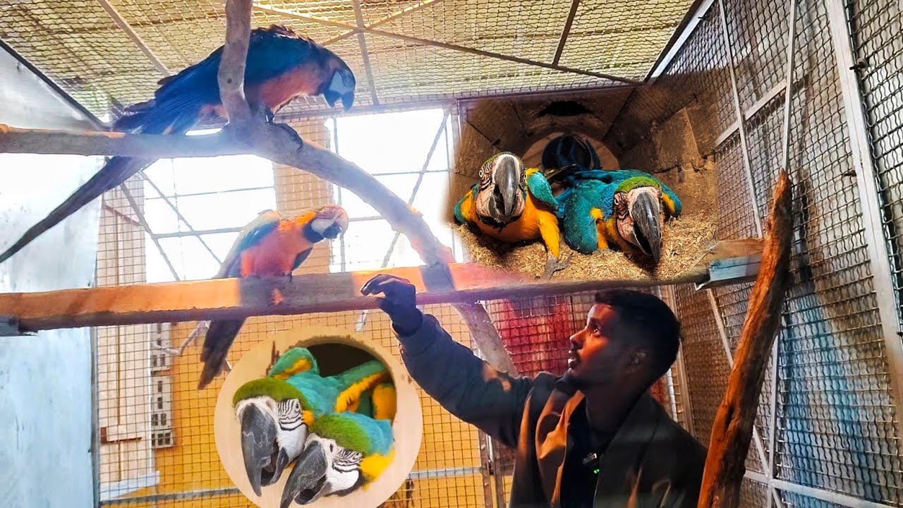 Breading pair of Blue gold maccaw // Going to Mumbai // 100 % Breading pair of maccaw.