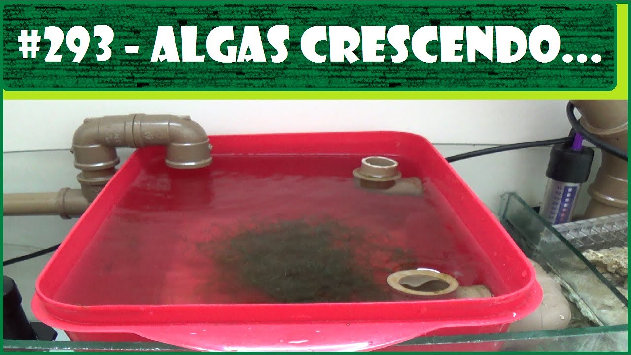 ALGAS CHAETOMORPHA CRESCENDO APÓS 1 MÊS