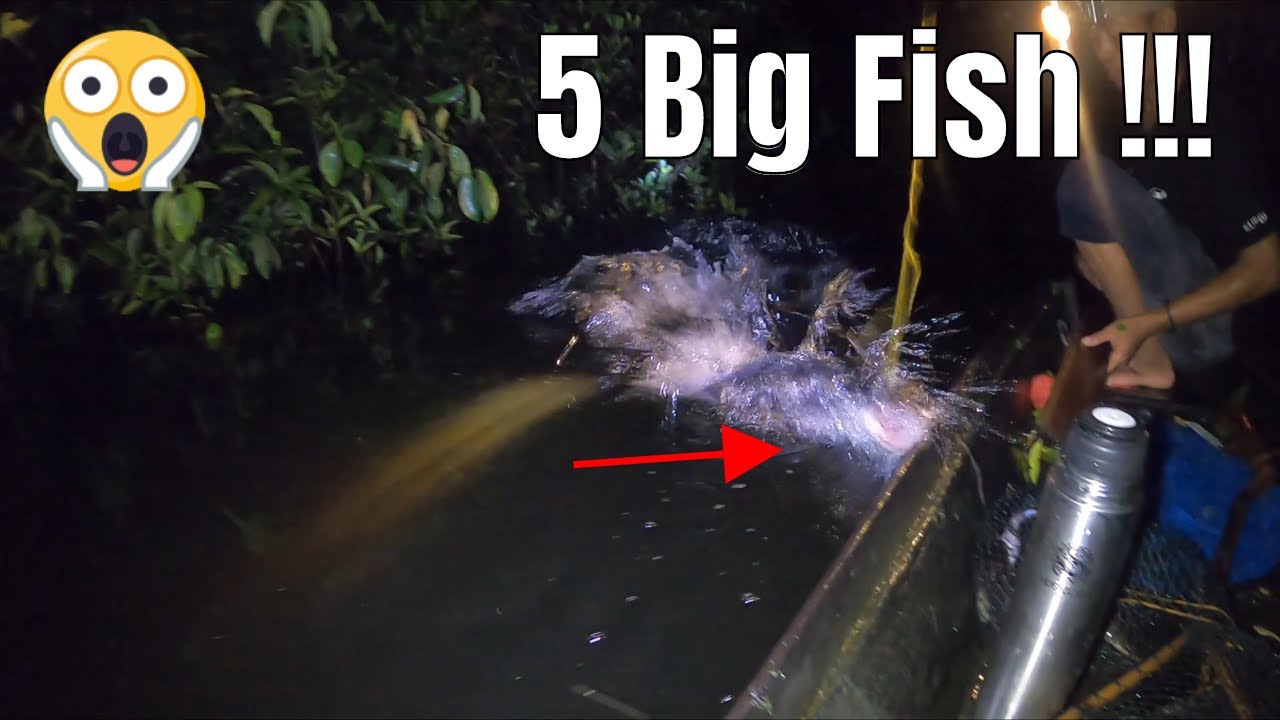 FISHING CAMP KALIMANTAN - TAJUR BIG TOMAN TEPAT DISARANGNYA #293