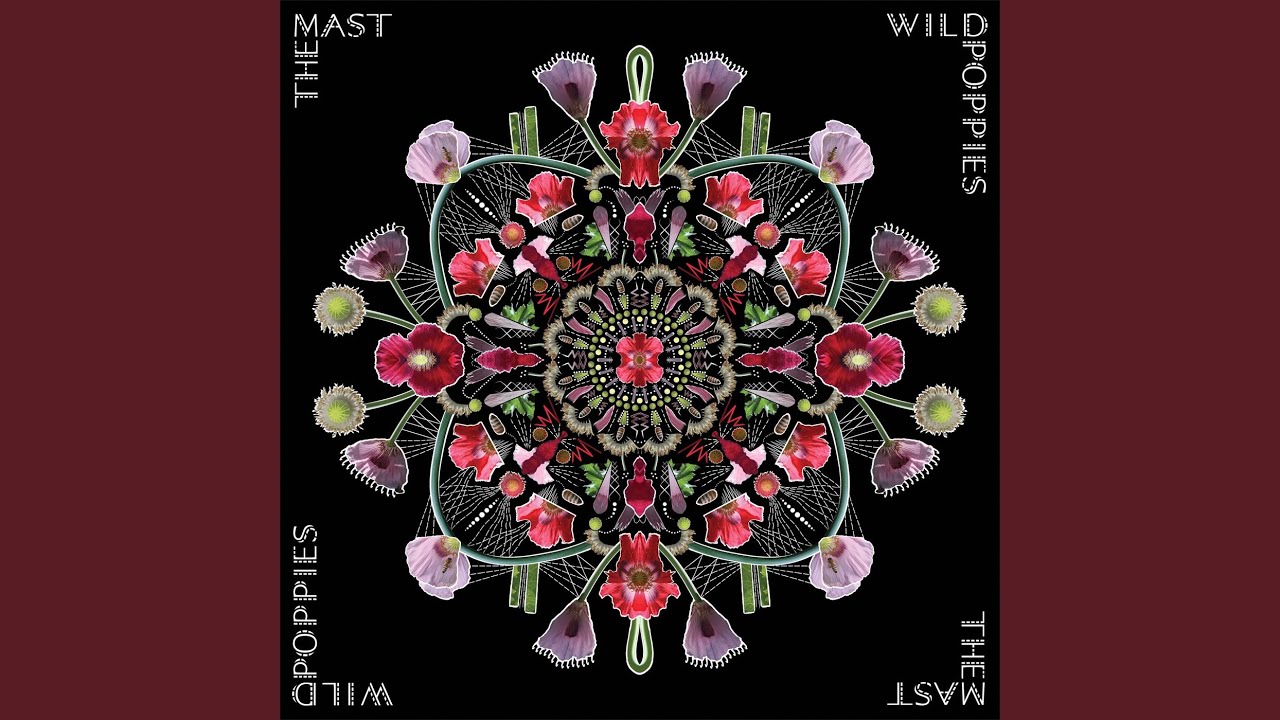 Wild Poppies