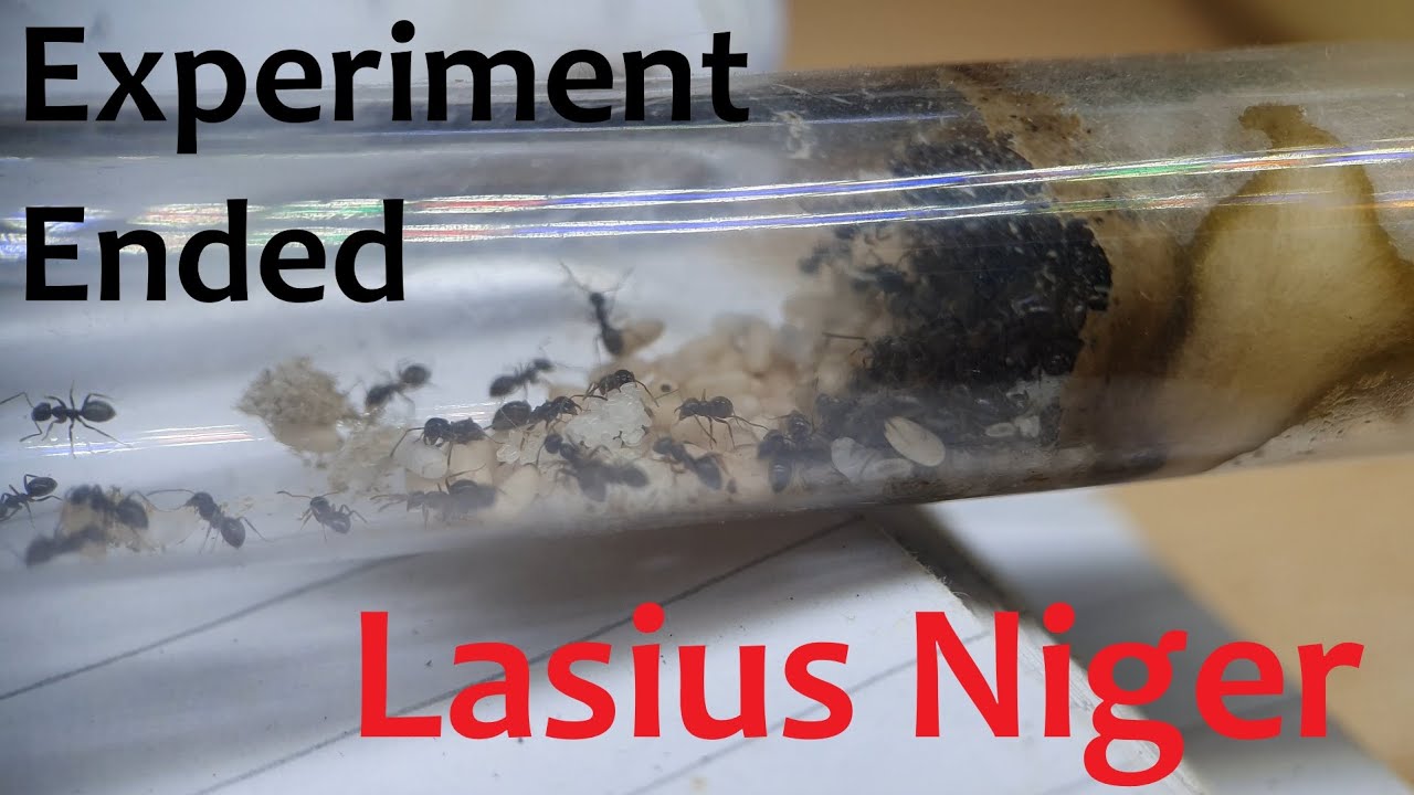 Lasius Niger - Want Some Free Ants ? - Experiment Ended