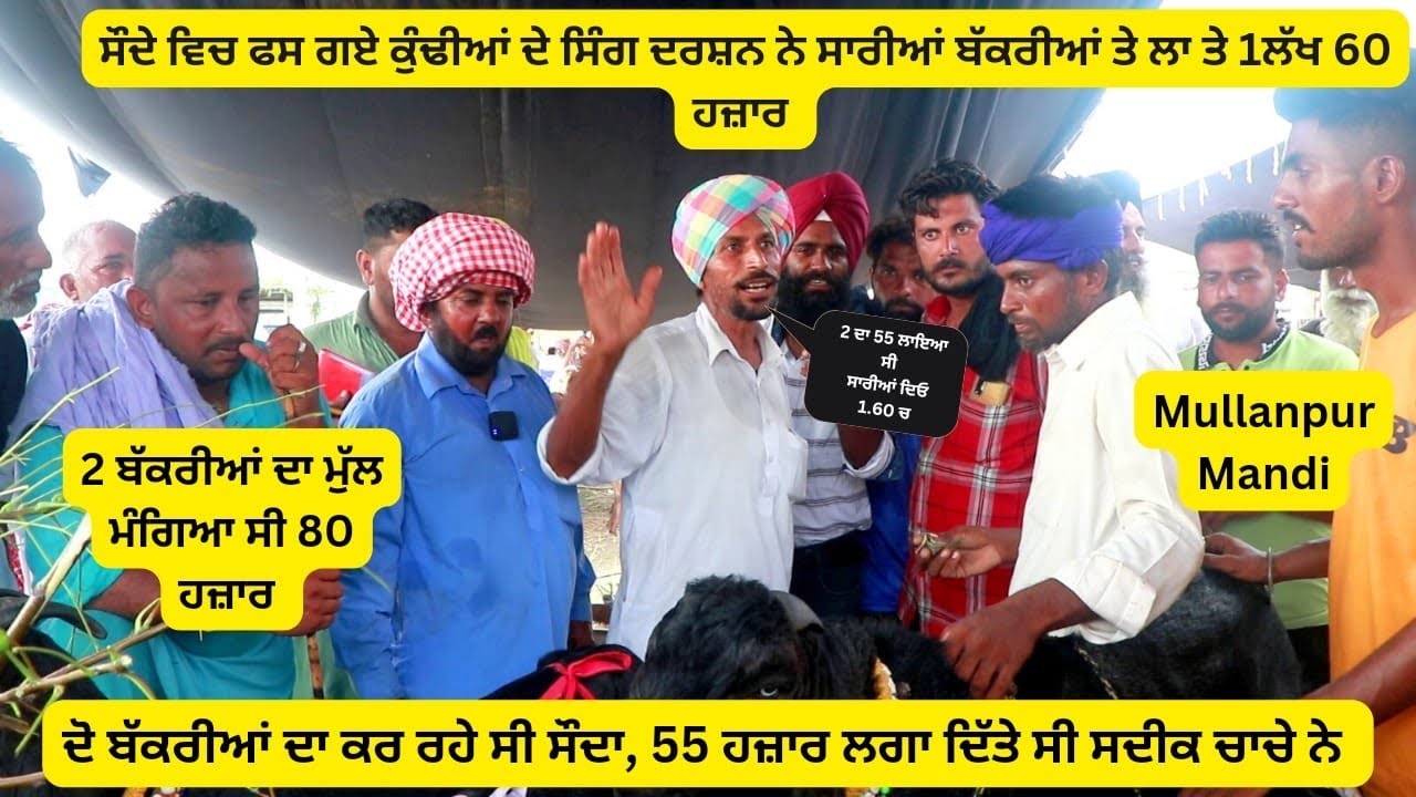 ਦਰਸਨ ਦੁੱਮਣਾ ਵੀ ਤਕੜਾ ਵਪਾਰੀ ਆ ਬੱਕਰੀਆਂ ਦਾ ਸਿੰਗ ਫਸੇ ਪੂਰੇ ll Mullanpur mandi ll @ILTILANATV #goat