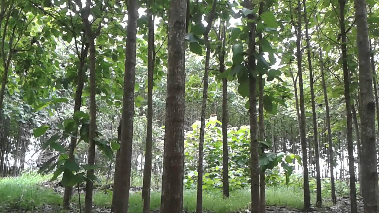 El martillo teak plantation
