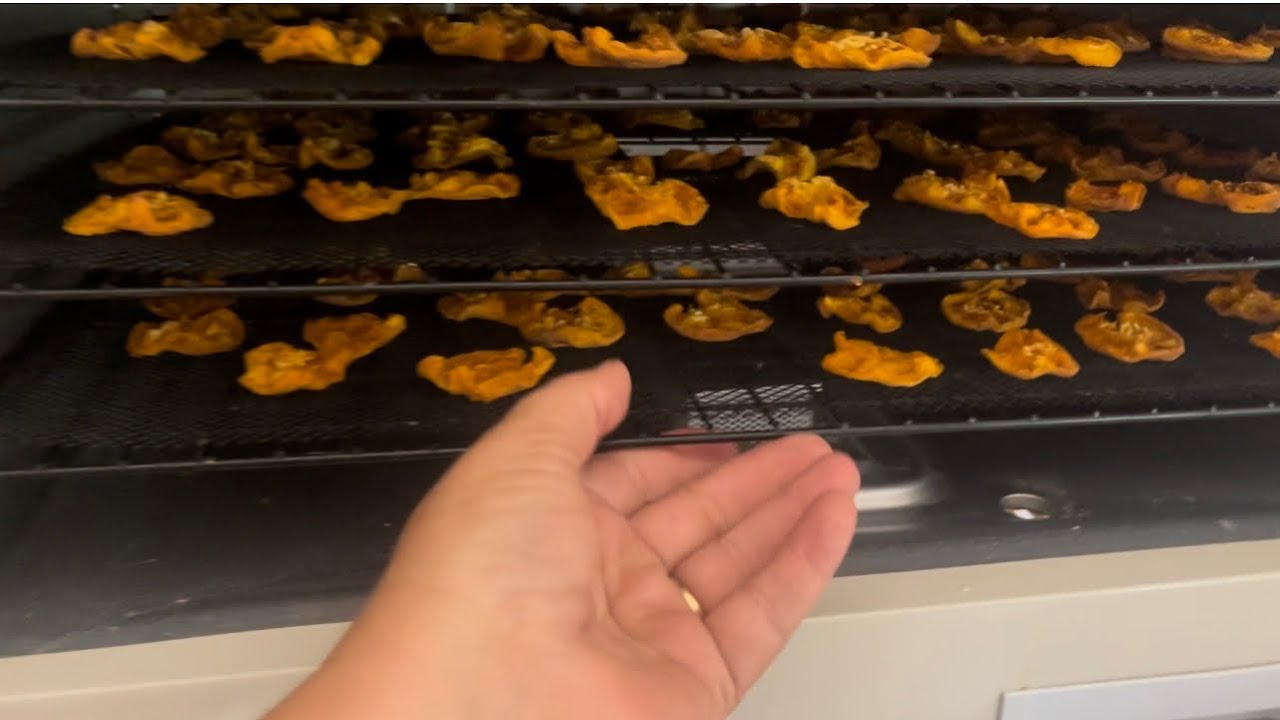 Apricot Haul With Cabelas Dehydrator & VacMaster VP210