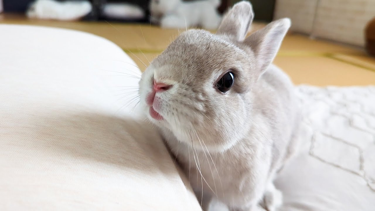 朝目覚めてふと隣をみるといつもウサギさんがそこに居てくれる暮らし
