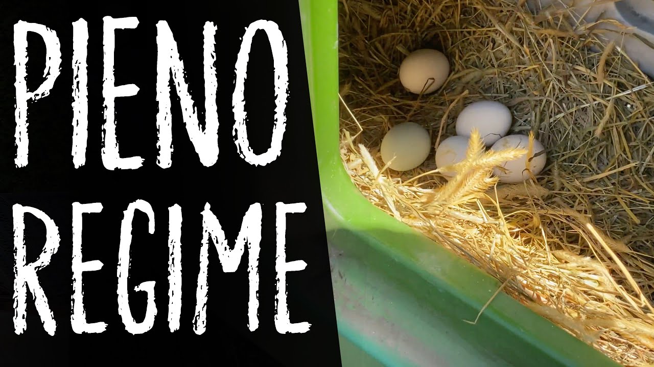 Le GALLINE sono RITORNATE a FARE UOVA!!!