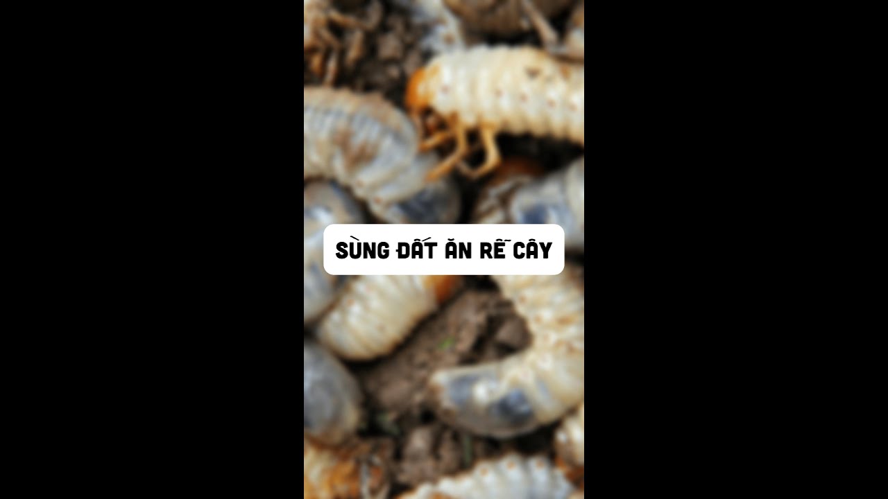 Nguyên nhân, dấu hiệu và cách phòng trừ SÙNG ĐẤT hại cây trồng.