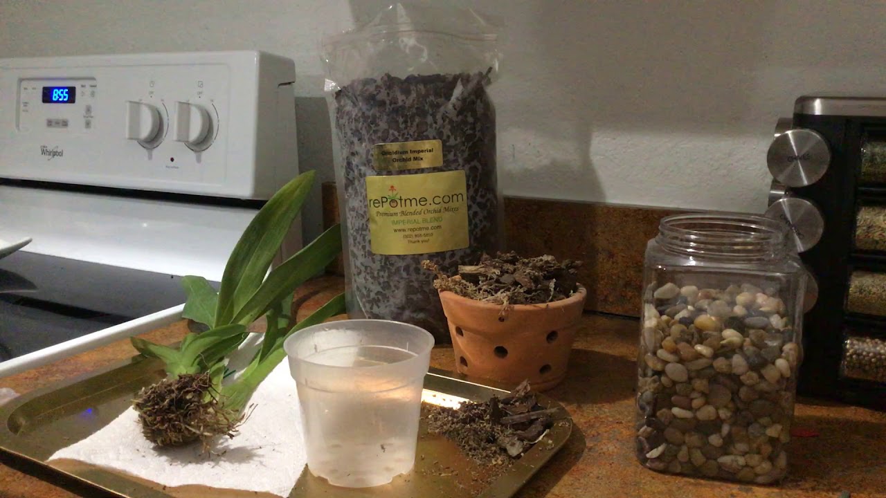Oncidium sin raíces