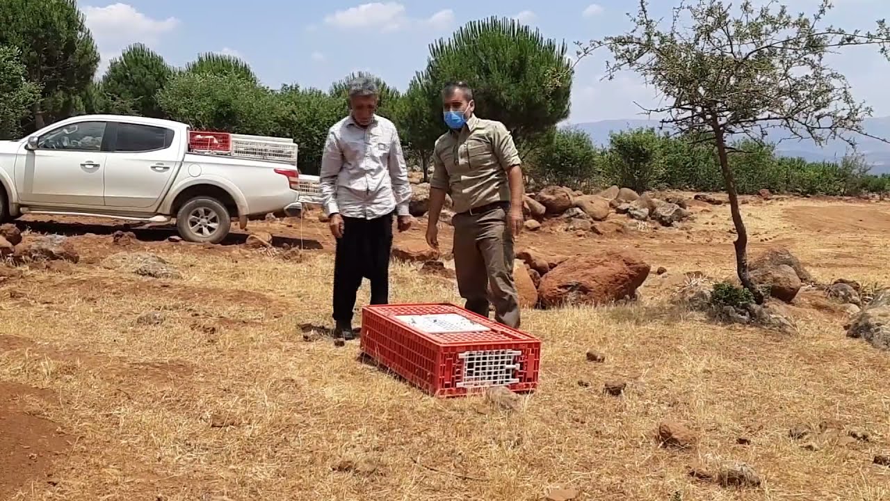 HASSA’DA DOĞAYA KINALI KEKLİK SALIMI YAPILDI. #Hassa