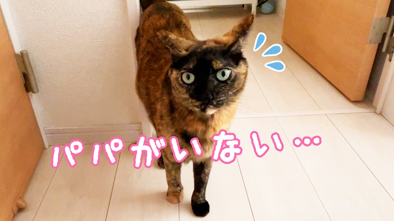 初めてパパとサビ猫モモちゃんがかくれんぼした結果…！
