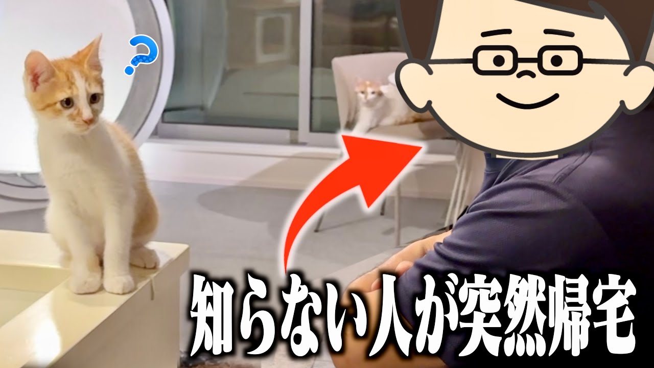 飼い主そっくりの別人が帰ってきた時の猫たちの反応がこちらww